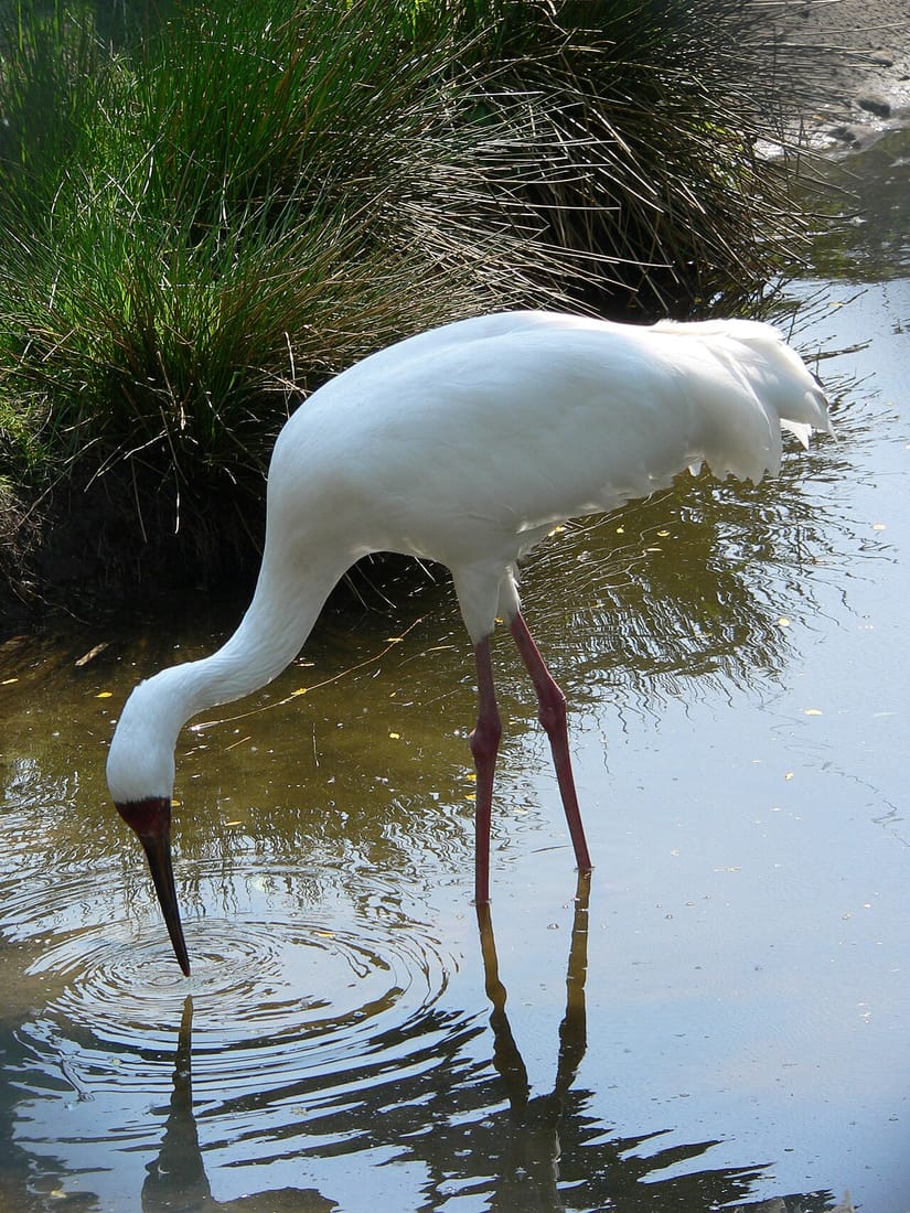 Siberian crane (Leucogeranus leucogeranus)