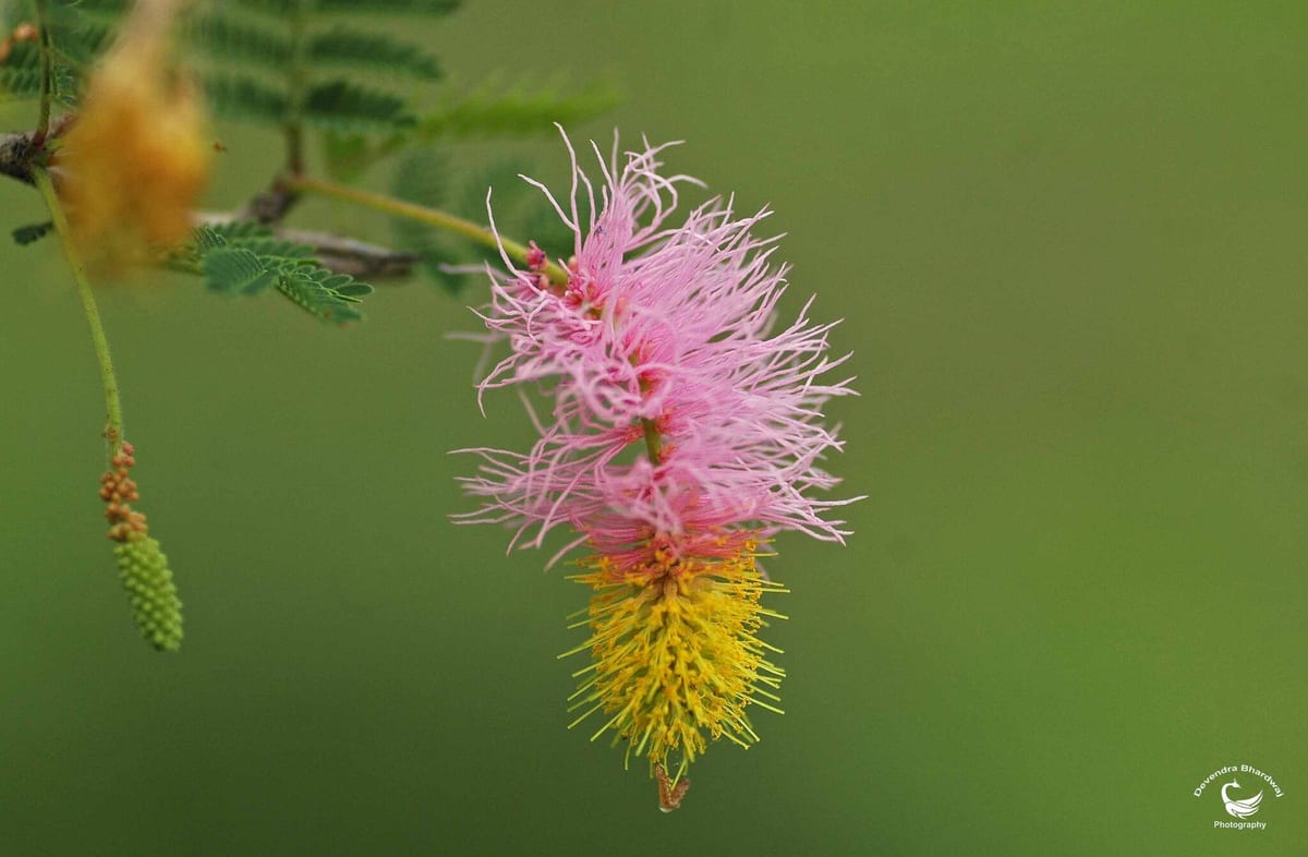 A pink and yellow bottle-brush flower of the sicklebush hanging beside fine feathery leaves