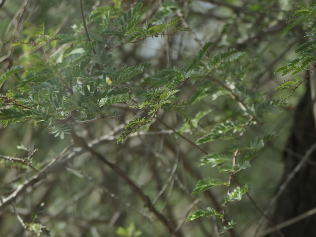 Thin twigs and small feathery leaves of a sicklebush