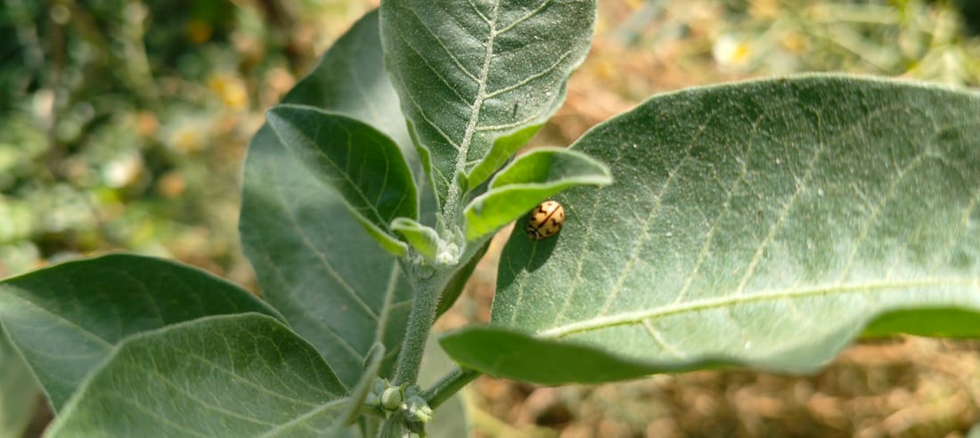 Six-spotted Zigzag Ladybird (Cheilomenes sexmaculata) photographed by Devendra Bhardwaj