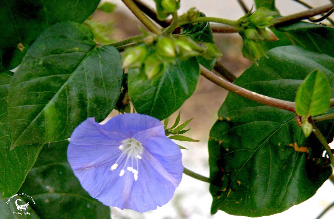 Skyblue Clustervine (Jacquemontia pentanthos) photographed by Devendra Bhardwaj