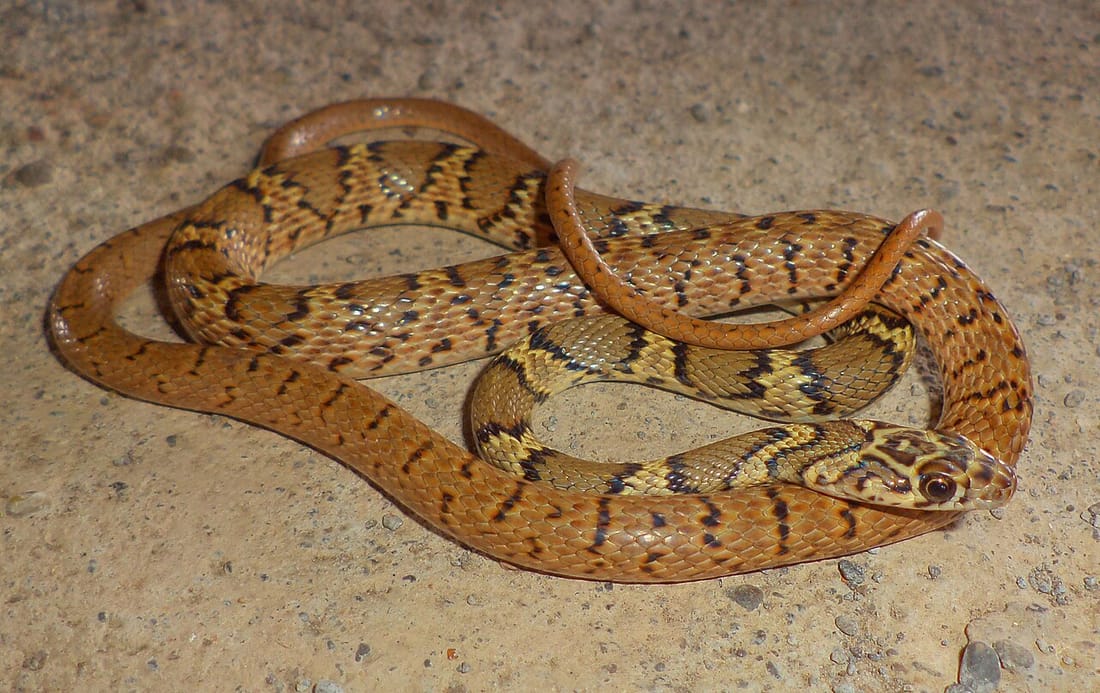 Slender racer (Coluber gracilis)