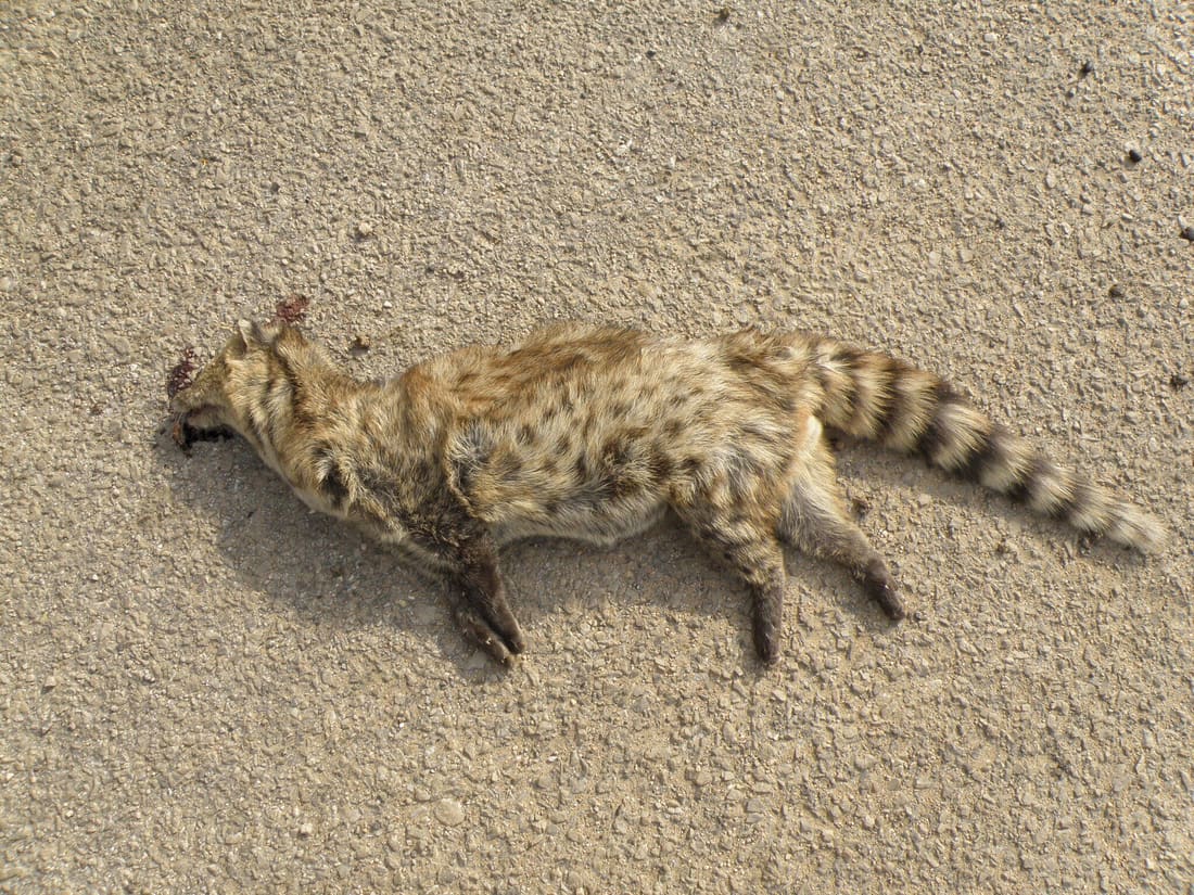 Small Indian Civet (Viverricula indica) photographed by Devendra Bhardwaj
