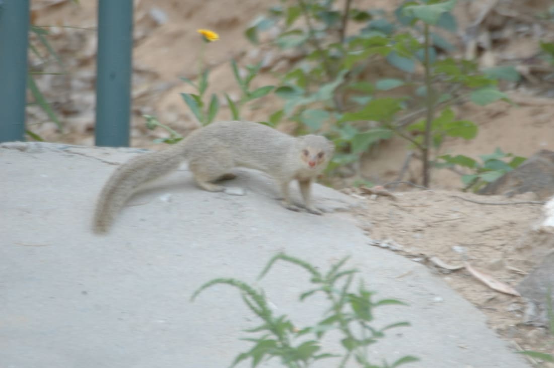 Small Indian Mongoose (Urva auropunctata) photographed by Devendra Bhardwaj