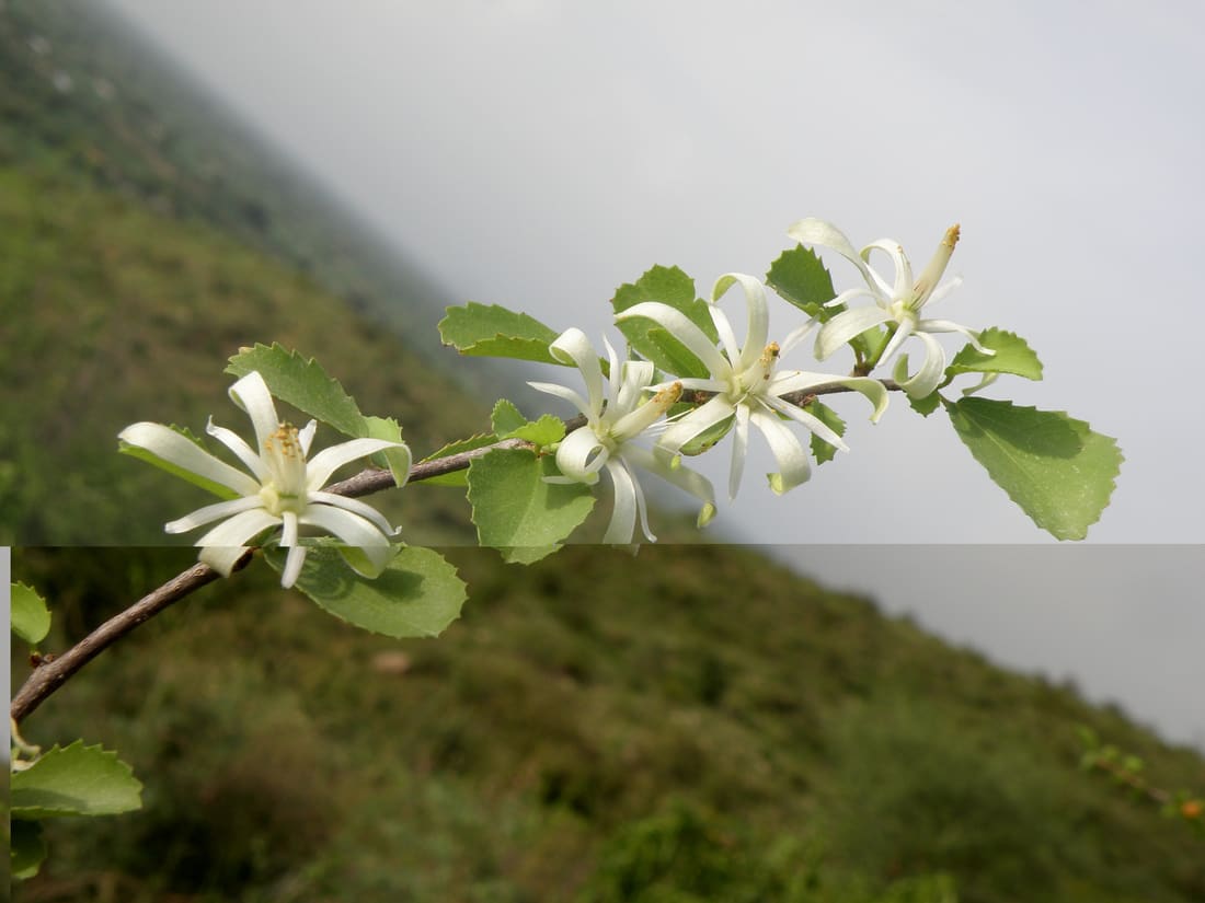 Small-leaf White Raisin (Grewia tenax) photographed by Devendra Bhardwaj
