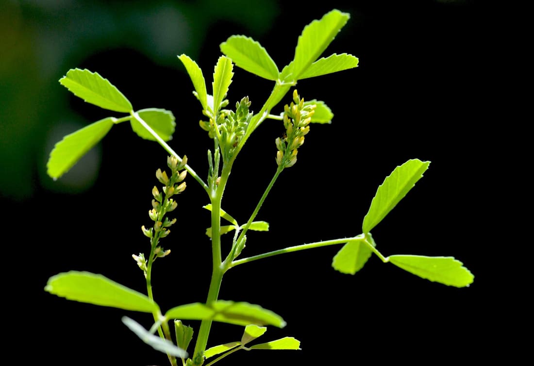 Small melilot (Melilotus indicus) photographed by Devendra Bhardwaj