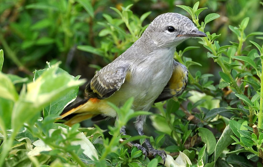 Small Minivet (Pericrocotus cinnamomeus) photographed by Devendra Bhardwaj
