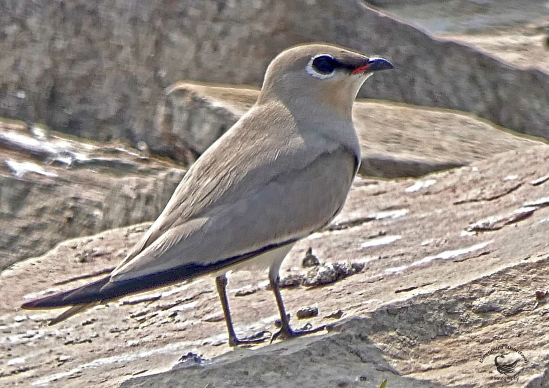 Small Pratincole (Glareola lactea) photographed by Devendra Bhardwaj