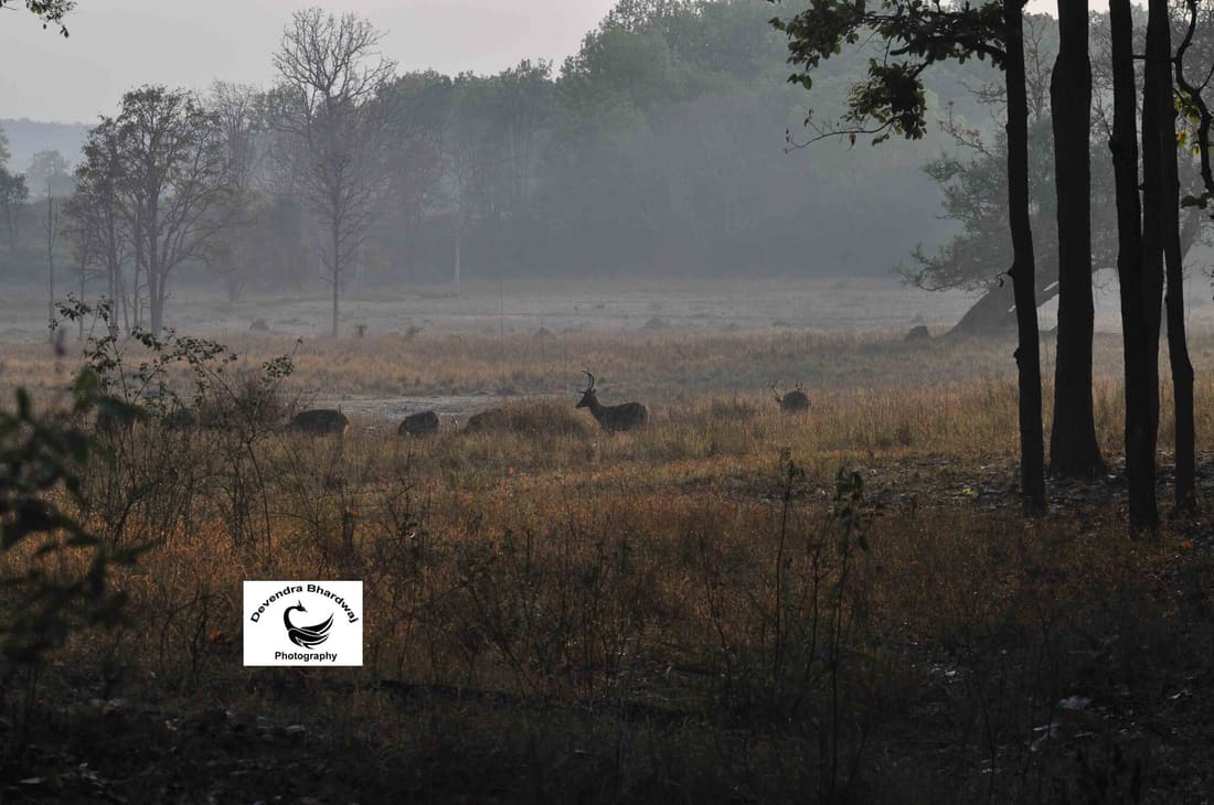 Southern Swamp Deer (Rucervus duvaucelii branderi) photographed by Devendra Bhardwaj