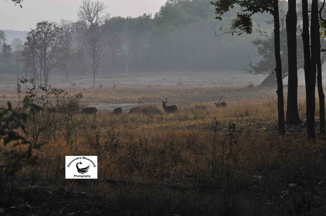Southern Swamp Deer (Rucervus duvaucelii branderi) photographed by Devendra Bhardwaj