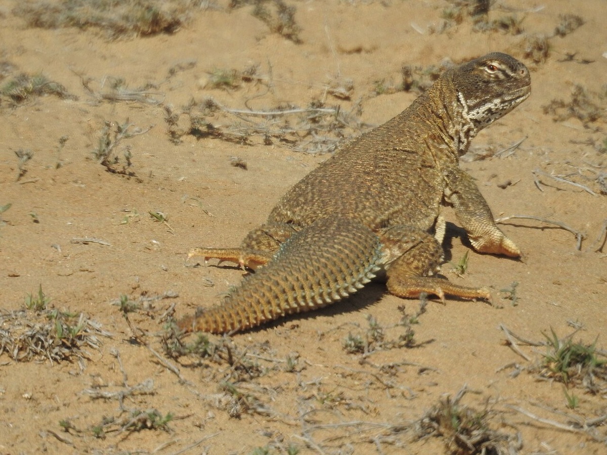 A spiny-tailed lizard standing on sandy ground with its spiny tail behind it