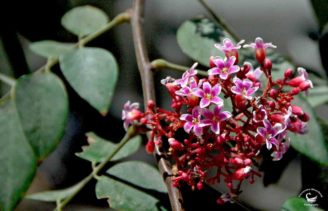 Starfruit (Averrhoa carambola) photographed by Devendra Bhardwaj