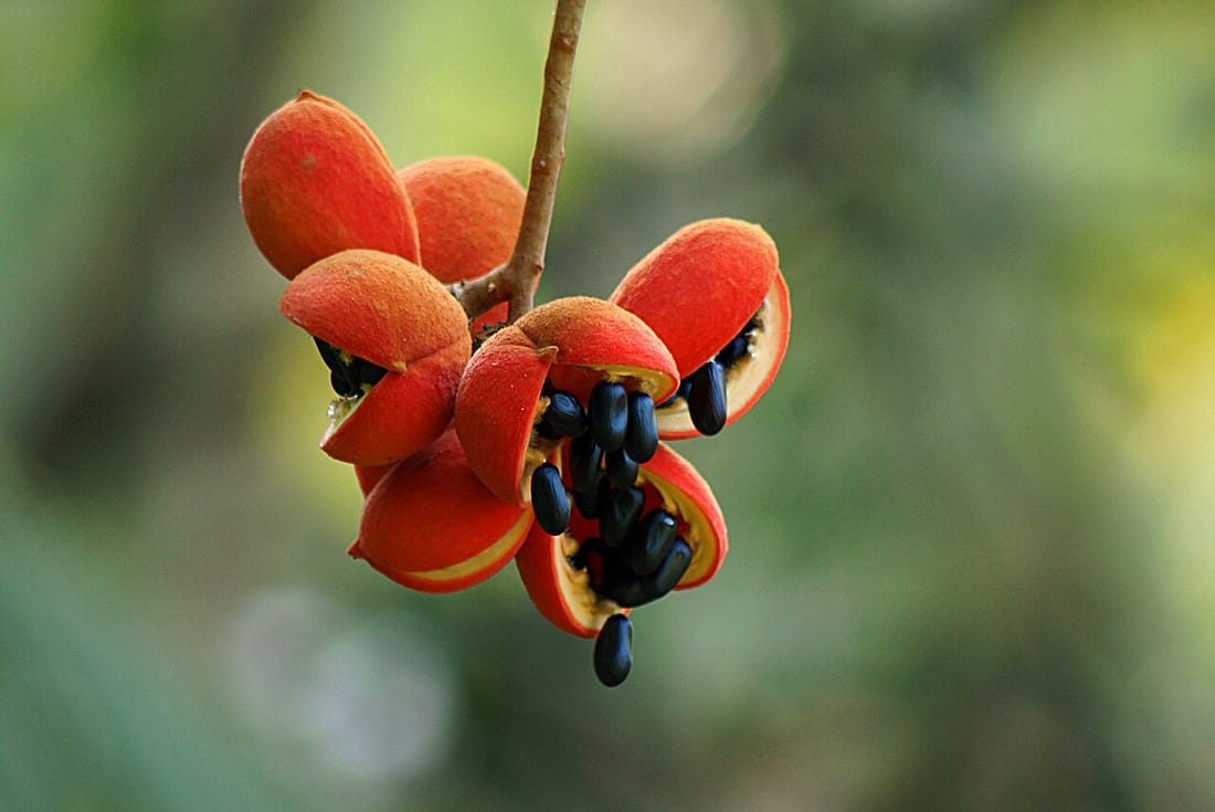 Sterculia guttata (Sterculia guttata)