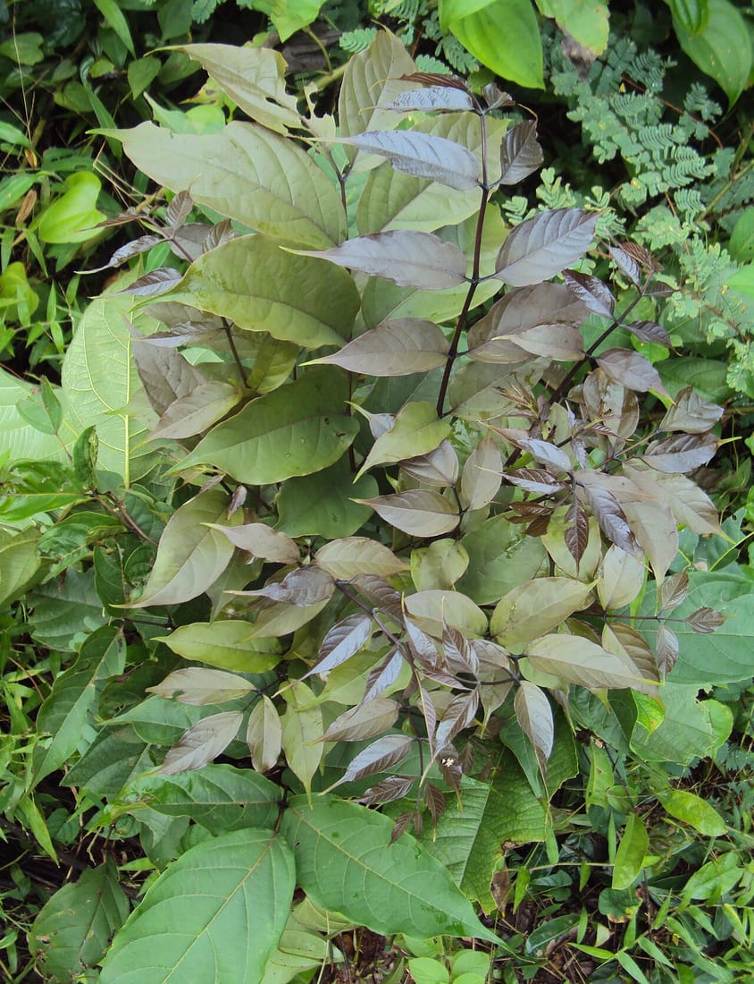 Stereospermum colais (Stereospermum colais)
