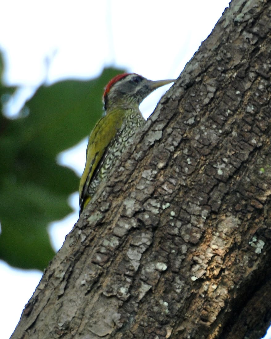 Streak-throated Woodpecker (Picus xanthopygaeus) photographed by Devendra Bhardwaj
