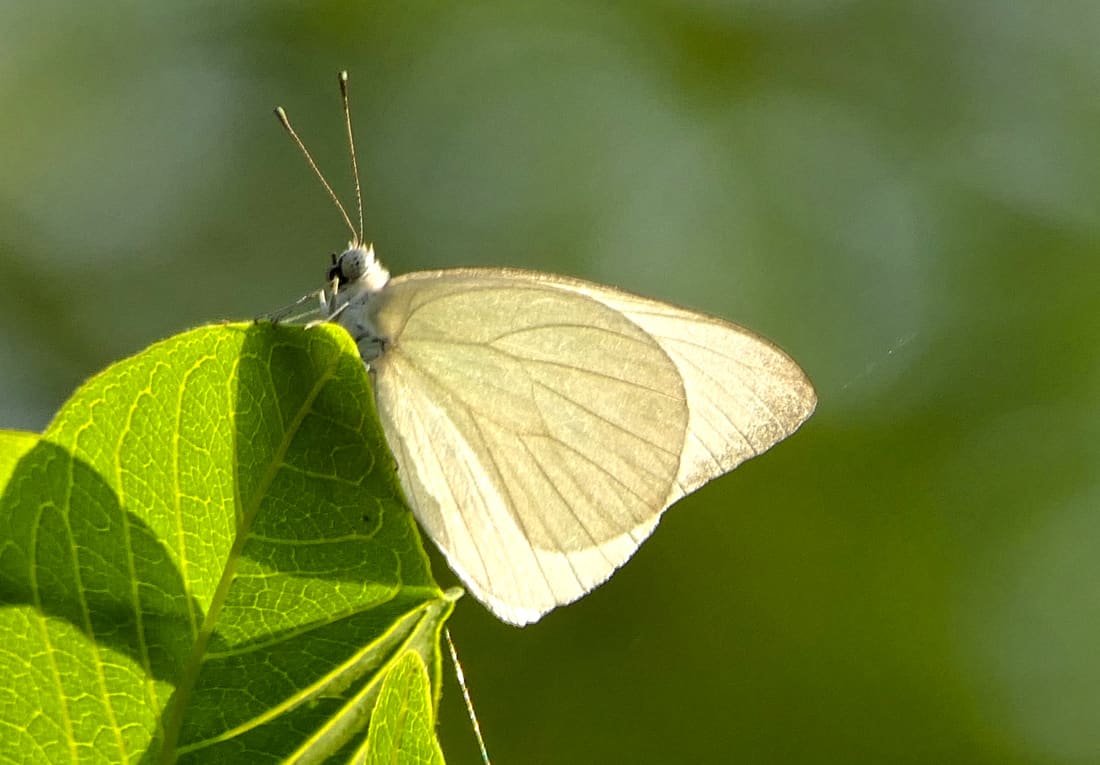 Striped Albatross (Appias libythea) photographed by Devendra Bhardwaj