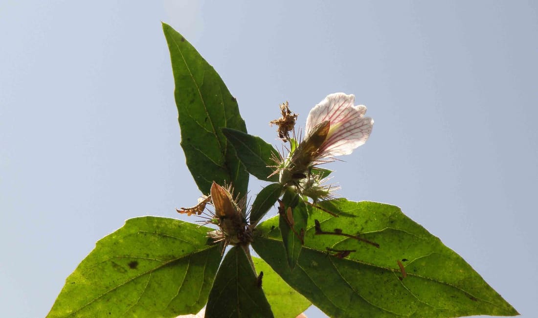 Surprise Packet (Blepharis maderaspatensis) photographed by Devendra Bhardwaj