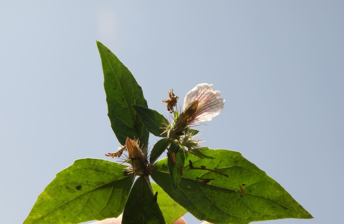 Surprise Packet (Blepharis maderaspatensis) photographed by Devendra Bhardwaj