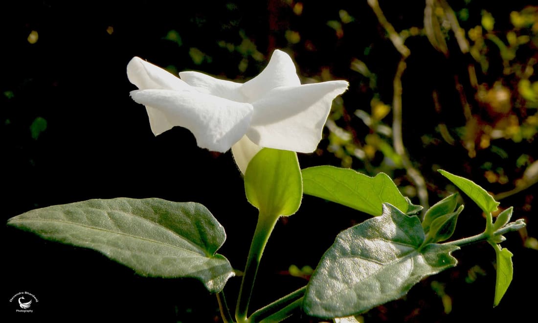 Sweet clockvine (Thunbergia fragrans) photographed by Devendra Bhardwaj