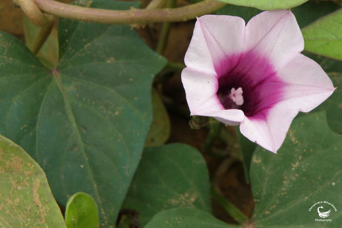 Sweet potato (Ipomoea batatas) photographed by Devendra Bhardwaj