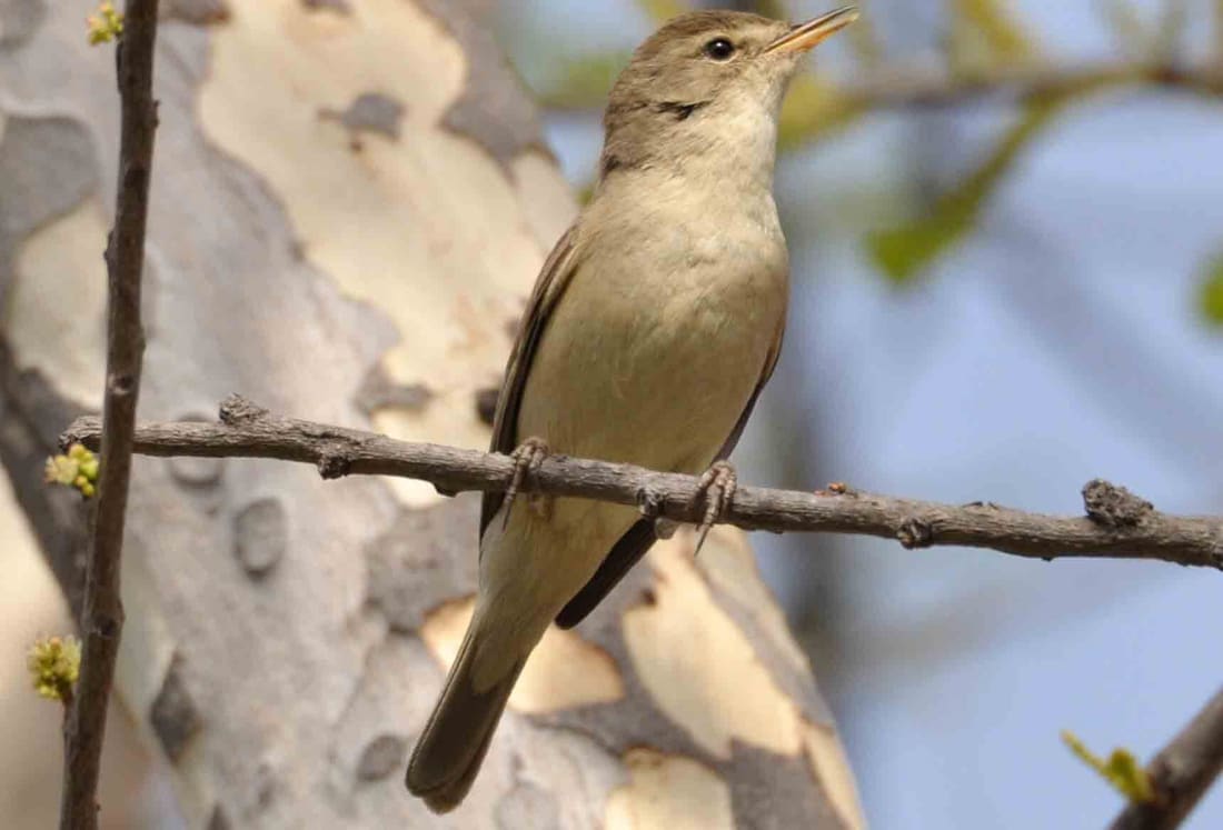 Sykes's Warbler (Iduna rama) photographed by Devendra Bhardwaj