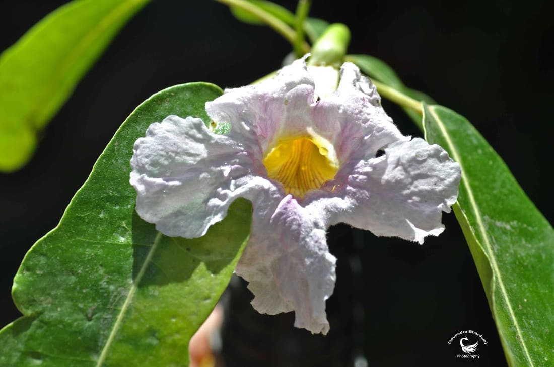 Tabebuia pallida (Tabebuia pallida) photographed by Devendra Bhardwaj