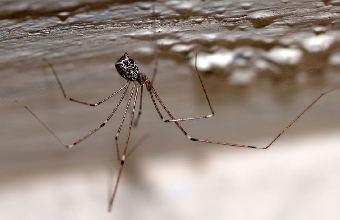 Tailed Cellar Spider (Crossopriza lyoni) photographed by Devendra Bhardwaj