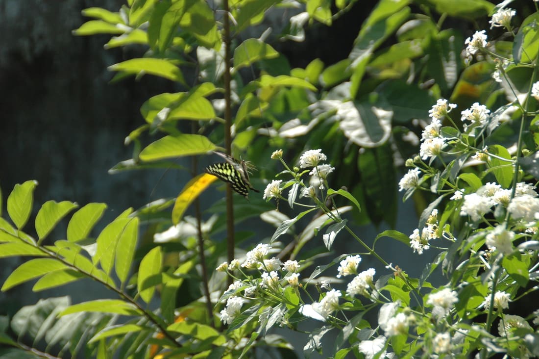 Tailed Jay (Graphium agamemnon) photographed by Devendra Bhardwaj