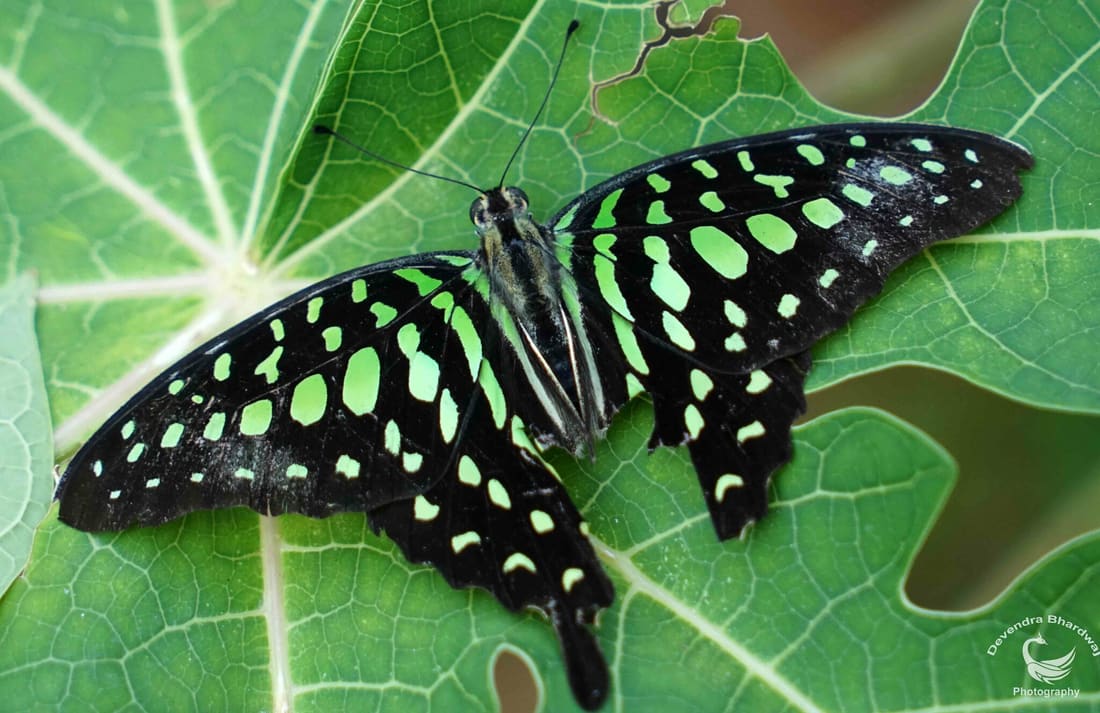 Tailed Jay (Graphium agamemnon) photographed by Devendra Bhardwaj