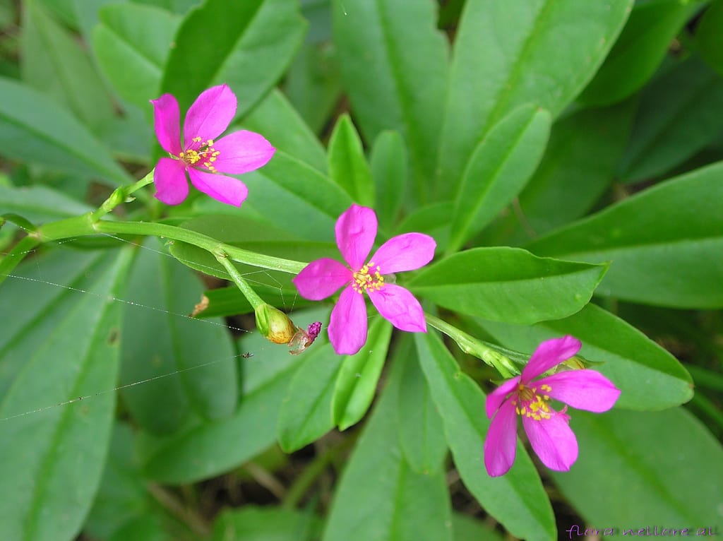 Talinum cuneifolium (Talinum cuneifolium)