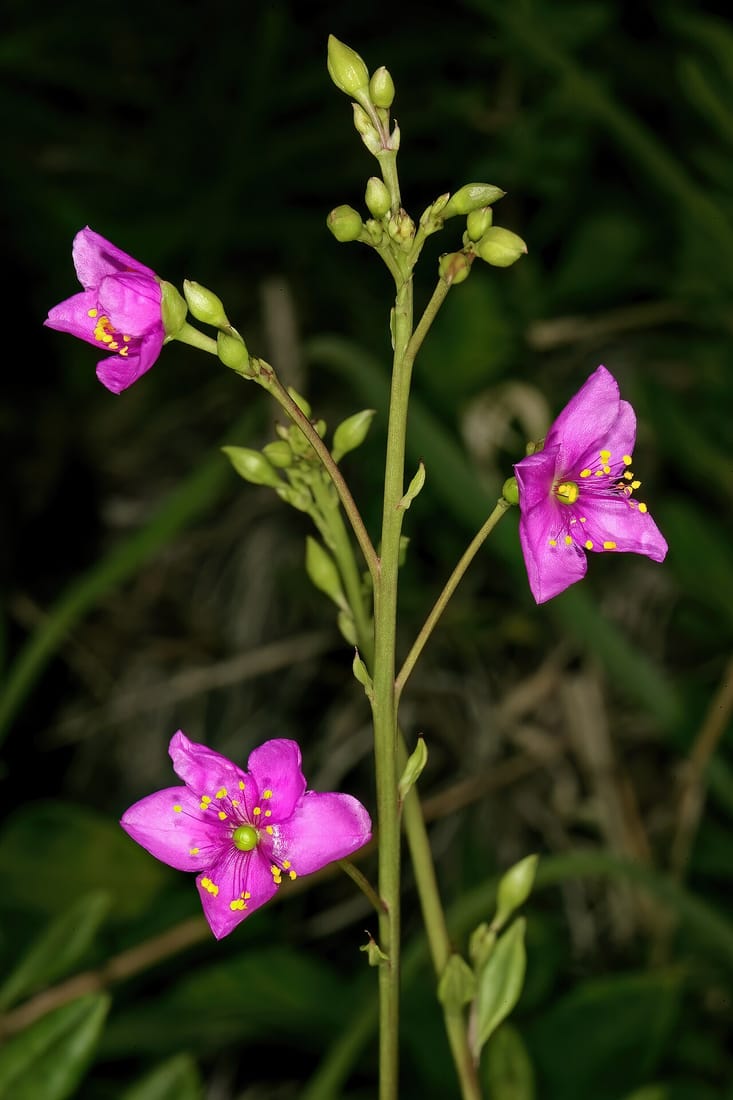 Talinum portulacifolium (Talinum portulacifolium)