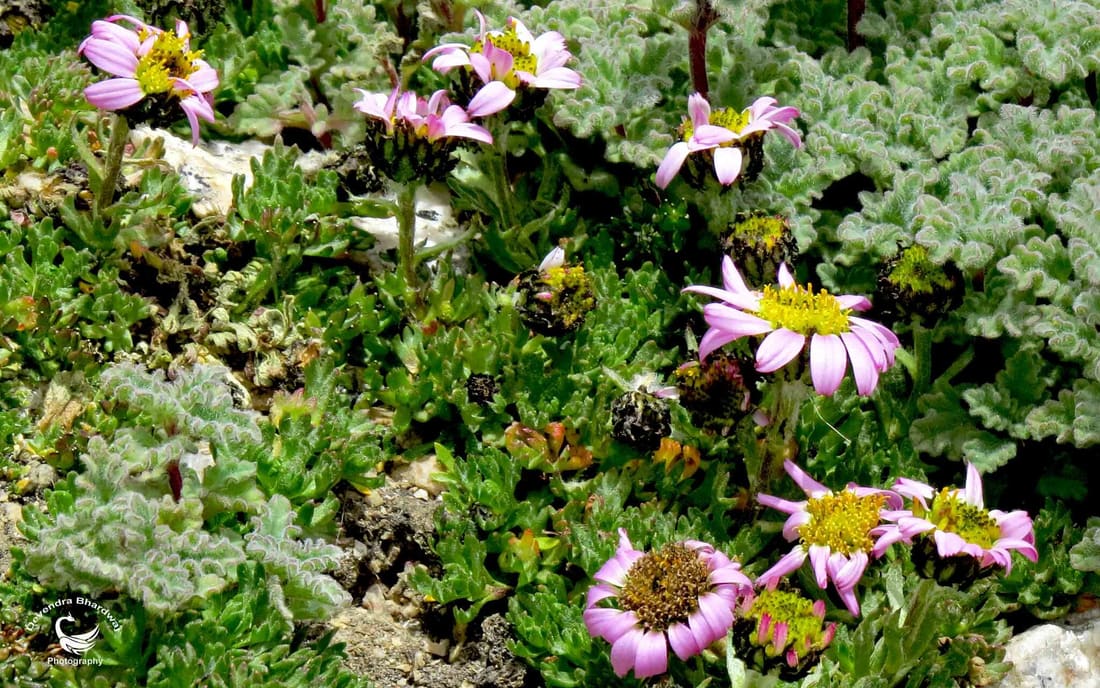 Three-Finger Ground Daisy (Allardia tridactylites) photographed by Devendra Bhardwaj