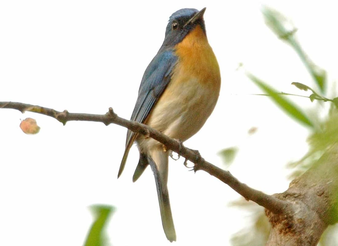 Tickell's Blue Flycatcher (Cyornis tickelliae) photographed by Devendra Bhardwaj