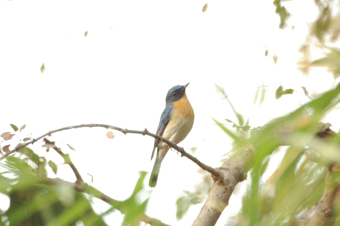 Tickell's Blue Flycatcher (Cyornis tickelliae) photographed by Devendra Bhardwaj
