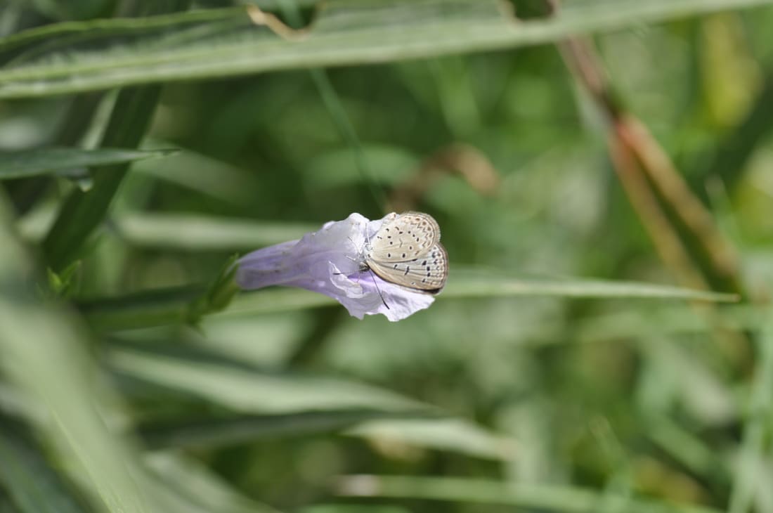 Tiny Grass Blue (Zizula hylax) photographed by Devendra Bhardwaj