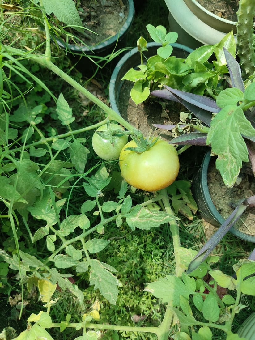 Tomato (Solanum lycopersicum) photographed by Devendra Bhardwaj