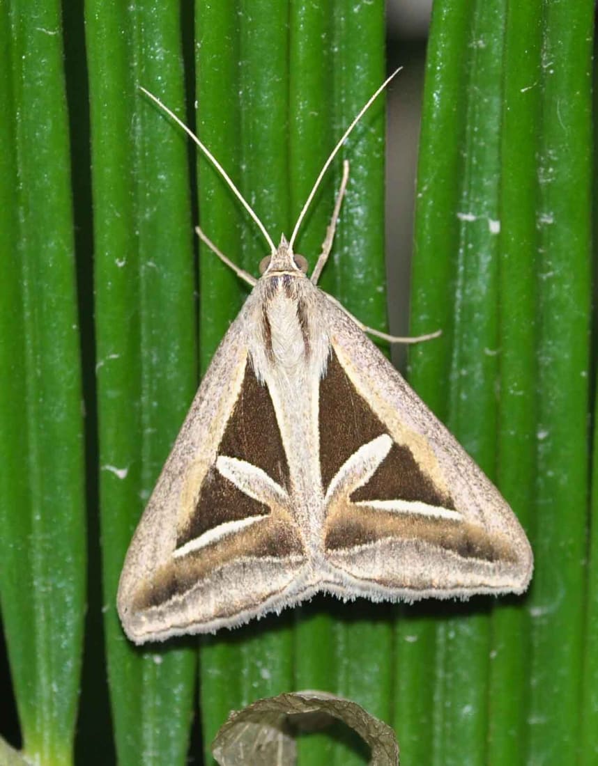 Triangles (Trigonodes hyppasia) photographed by Devendra Bhardwaj