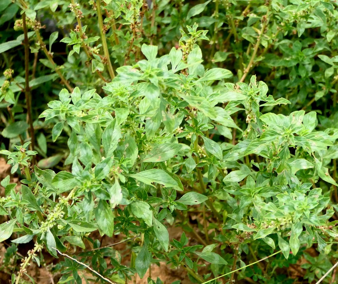 Tropical amaranth (Amaranthus polygonoides) photographed by Devendra Bhardwaj