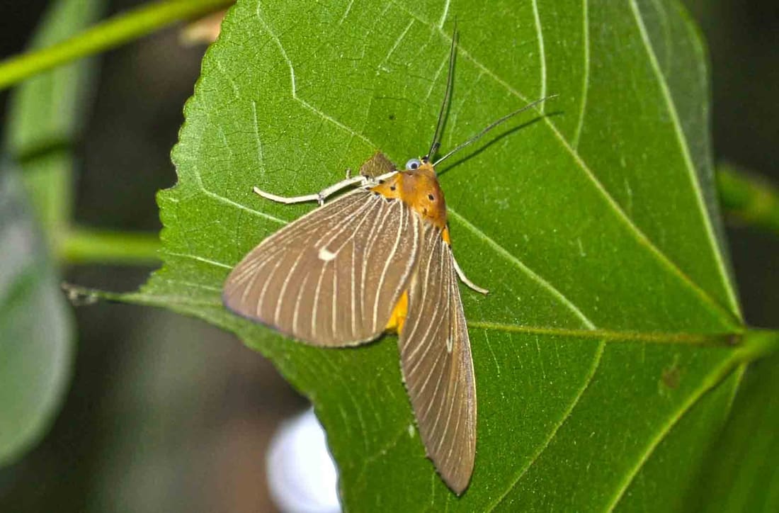 Tropical Tiger Moth (Asota caricae) photographed by Devendra Bhardwaj