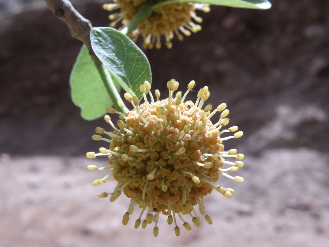 True Kadamb (Mitragyna parvifolia) photographed by Devendra Bhardwaj