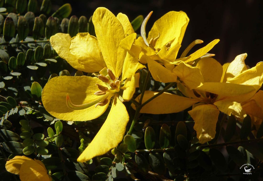 Twin-flowered cassia (Senna pallida) photographed by Devendra Bhardwaj