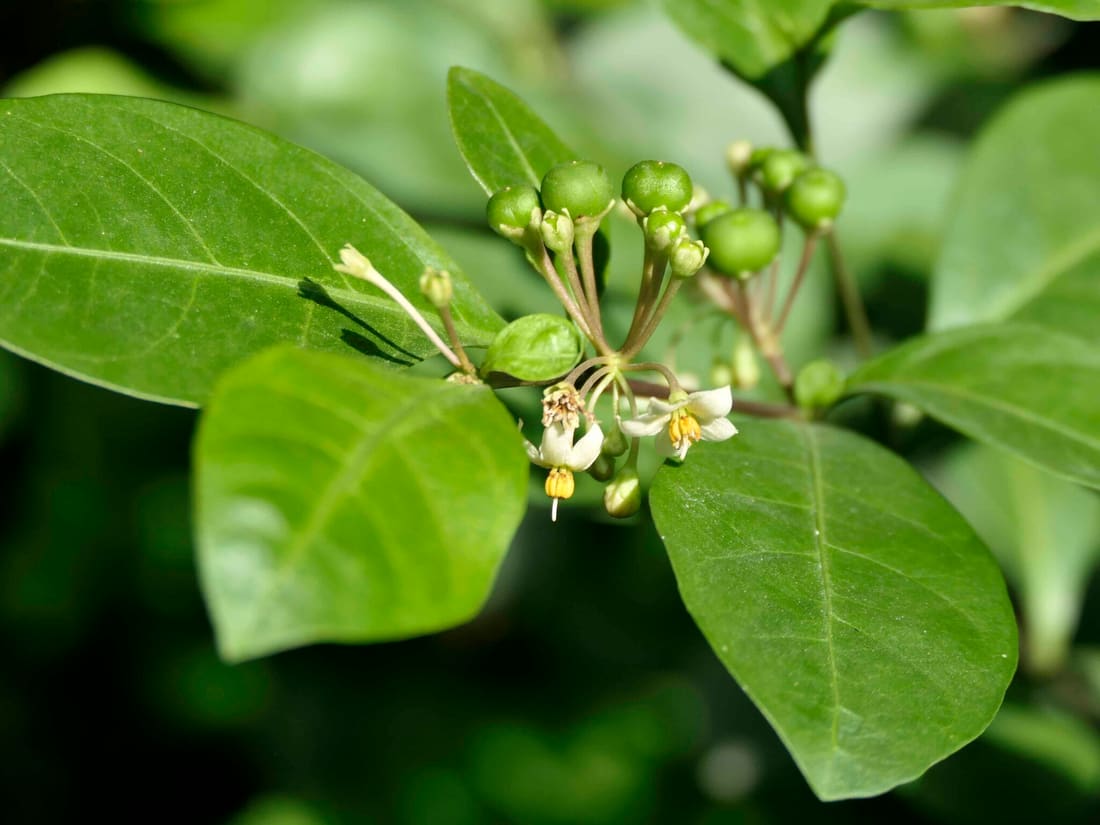Twoleaf nightshade (Solanum diphyllum) photographed by Devendra Bhardwaj
