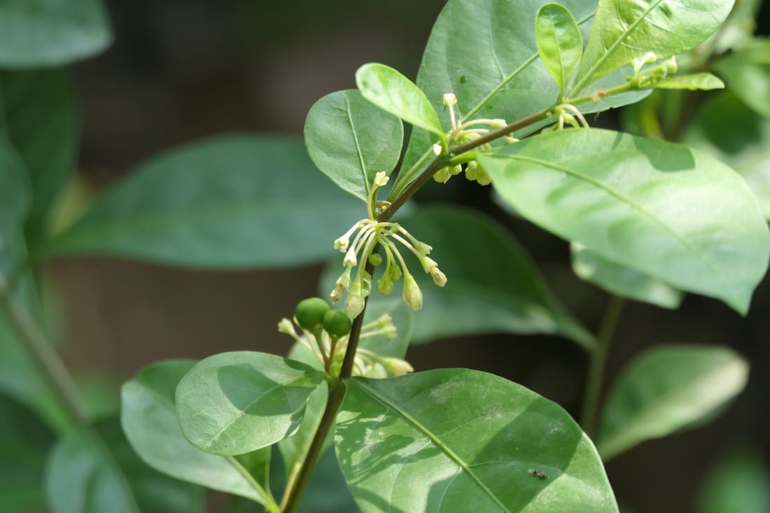 Twoleaf nightshade (Solanum diphyllum) photographed by Devendra Bhardwaj