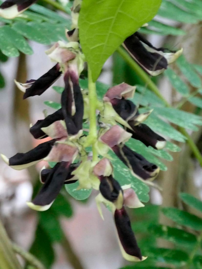 Velvet bean (Mucuna pruriens) photographed by Devendra Bhardwaj