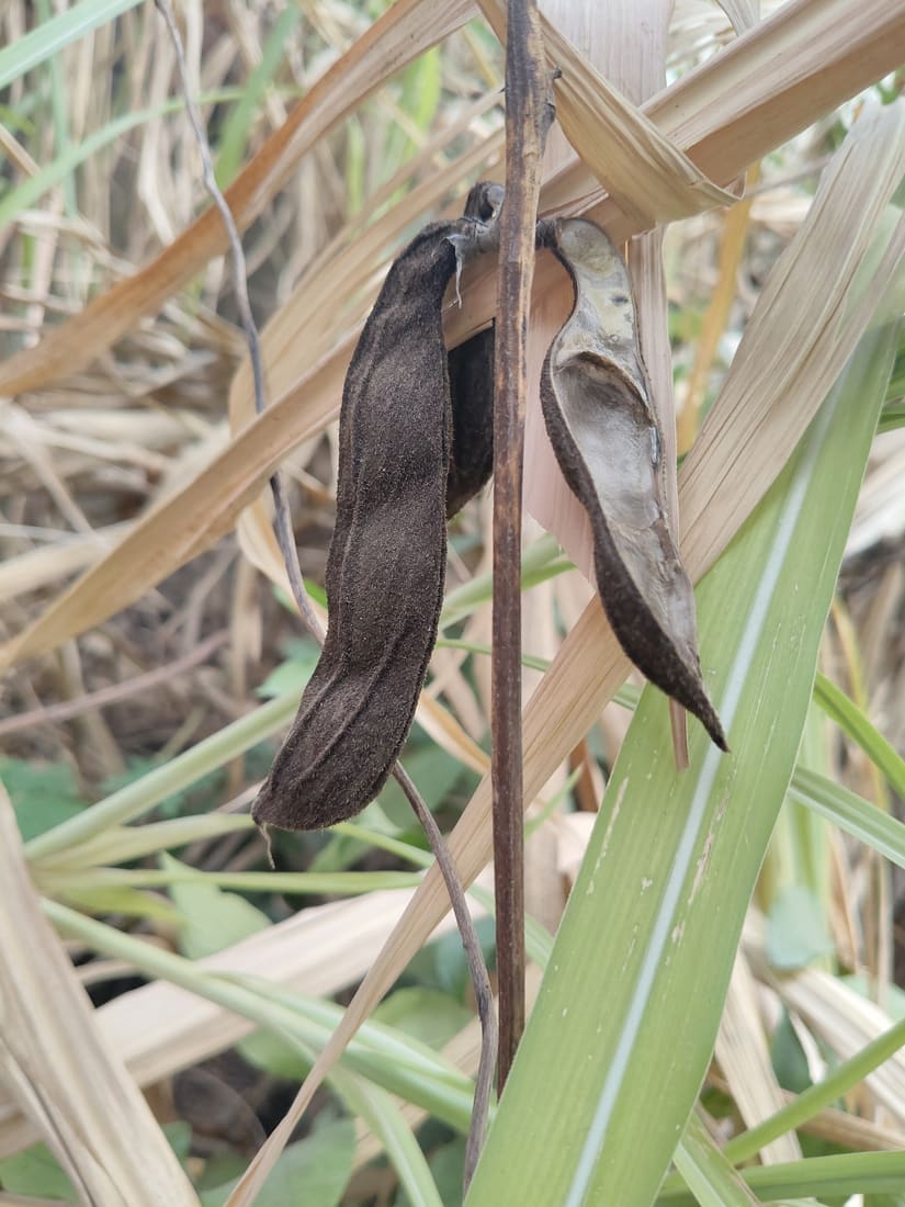 Velvet bean (Mucuna pruriens) photographed by Devendra Bhardwaj