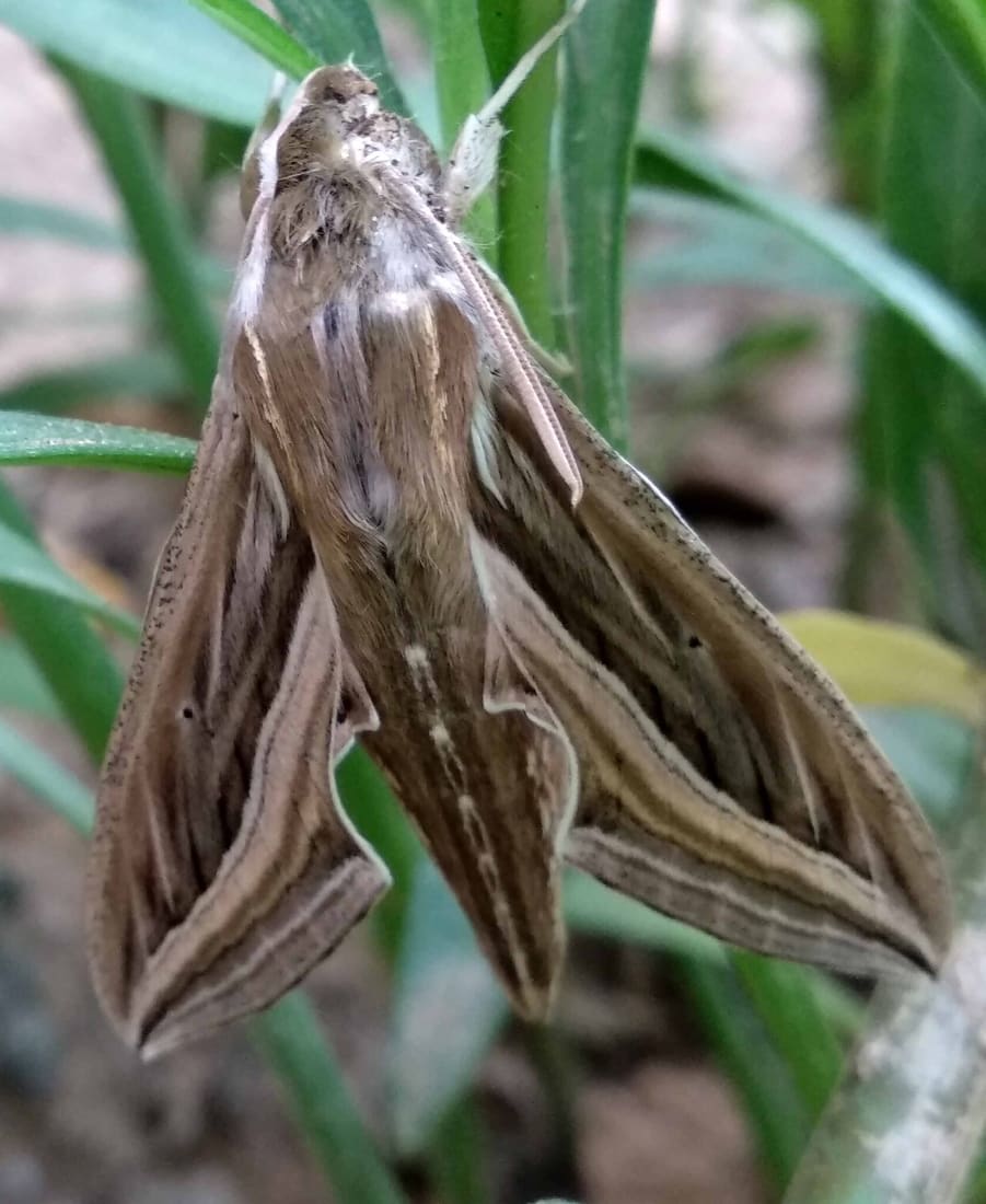 Vine Hawkmoth (Hippotion celerio) photographed by Devendra Bhardwaj