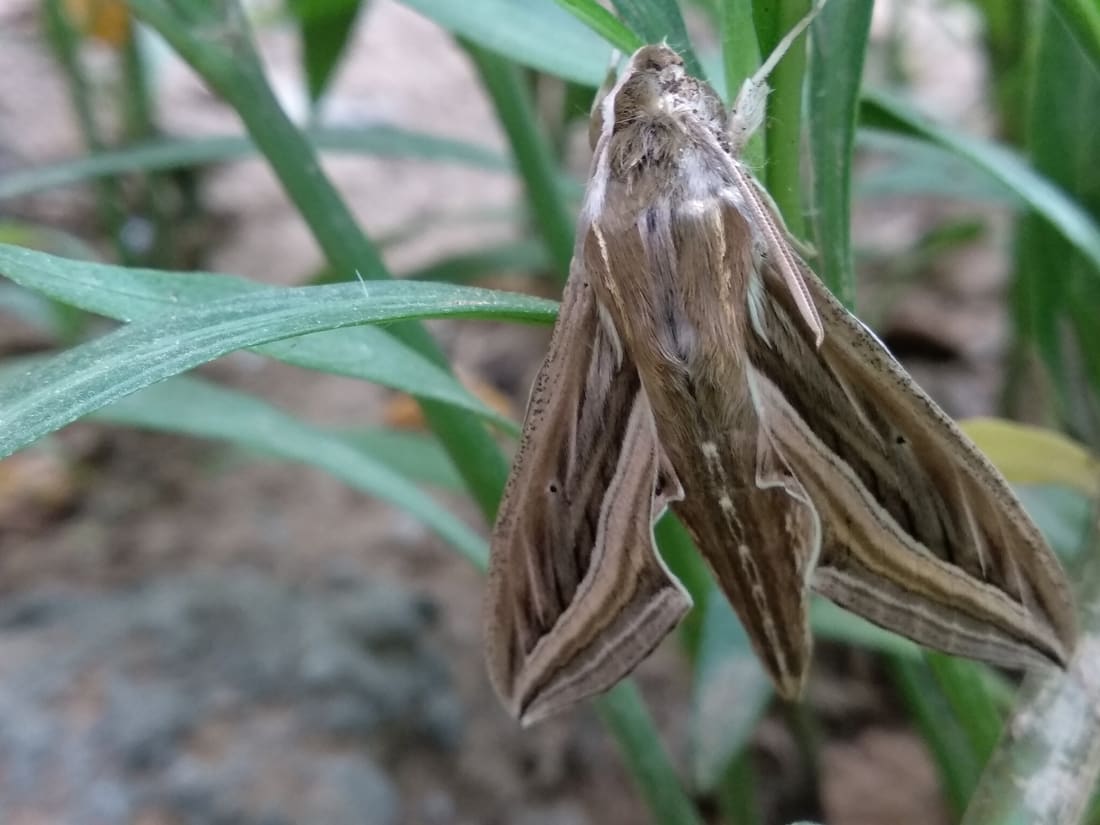 Vine Hawkmoth (Hippotion celerio) photographed by Devendra Bhardwaj
