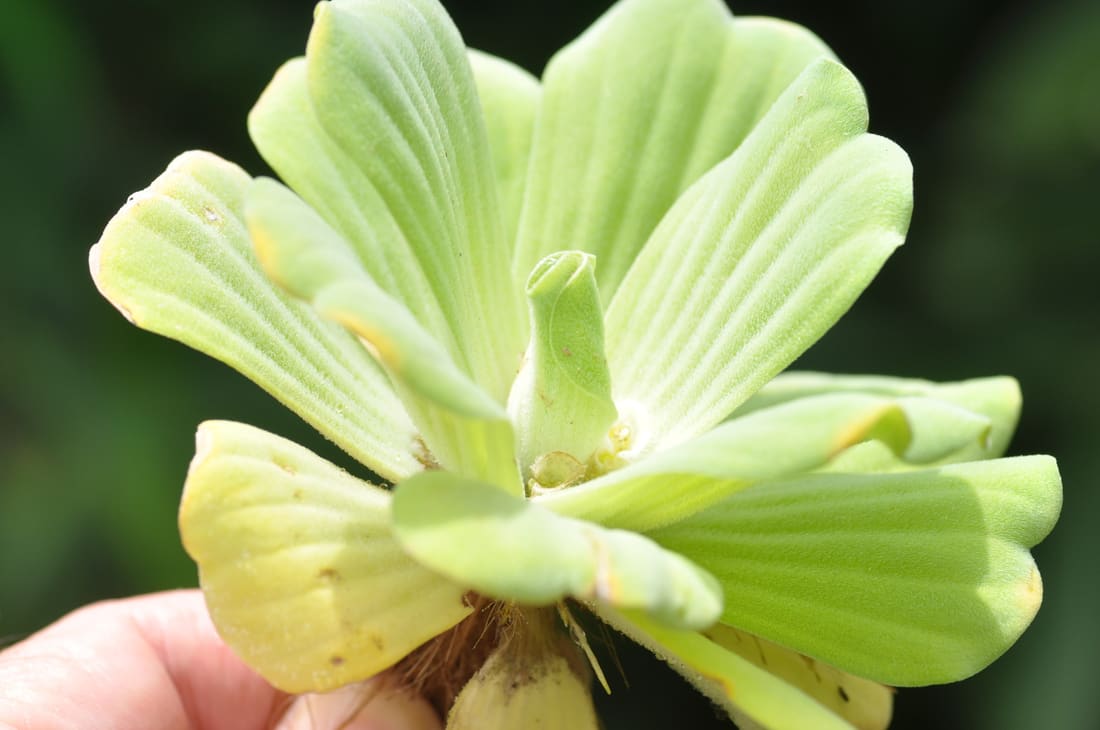 Water Lettuce (Pistia stratiotes) photographed by Devendra Bhardwaj