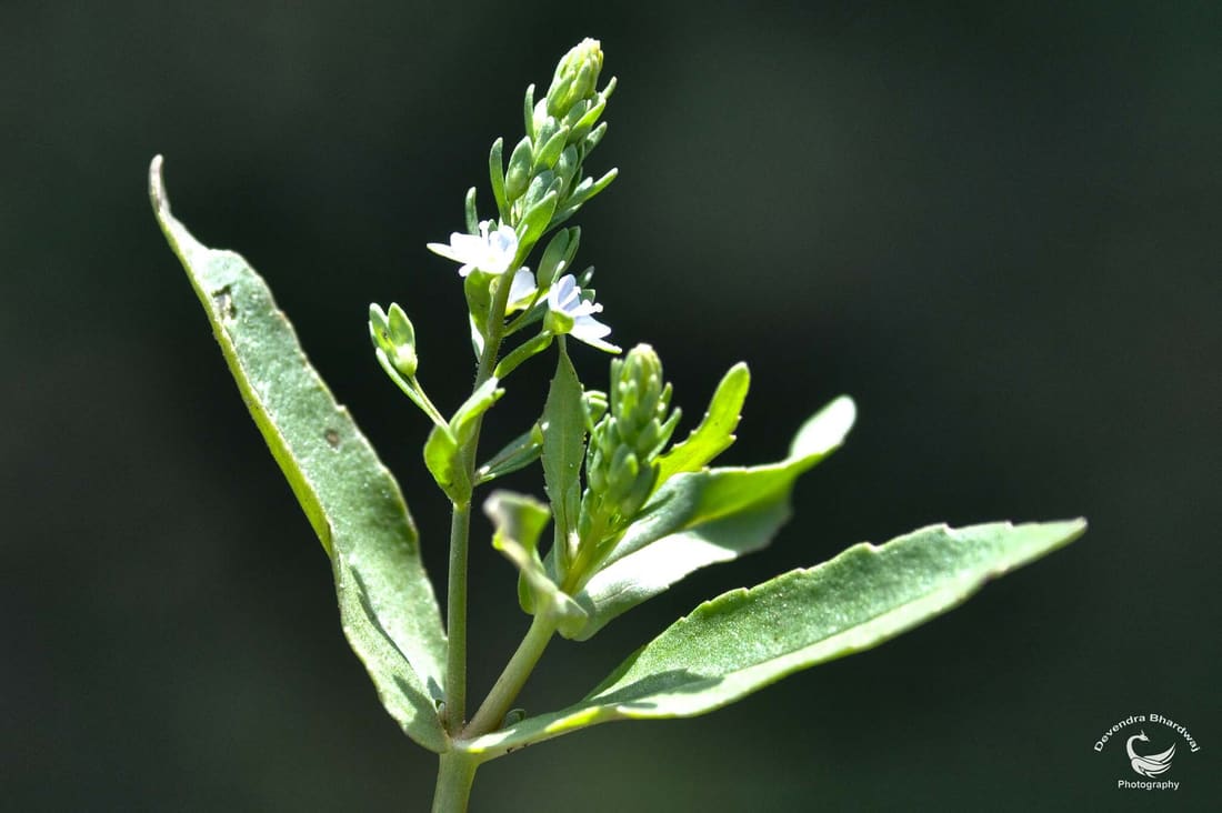 Wavy-Leaf Speedwell (Veronica undulata) photographed by Devendra Bhardwaj