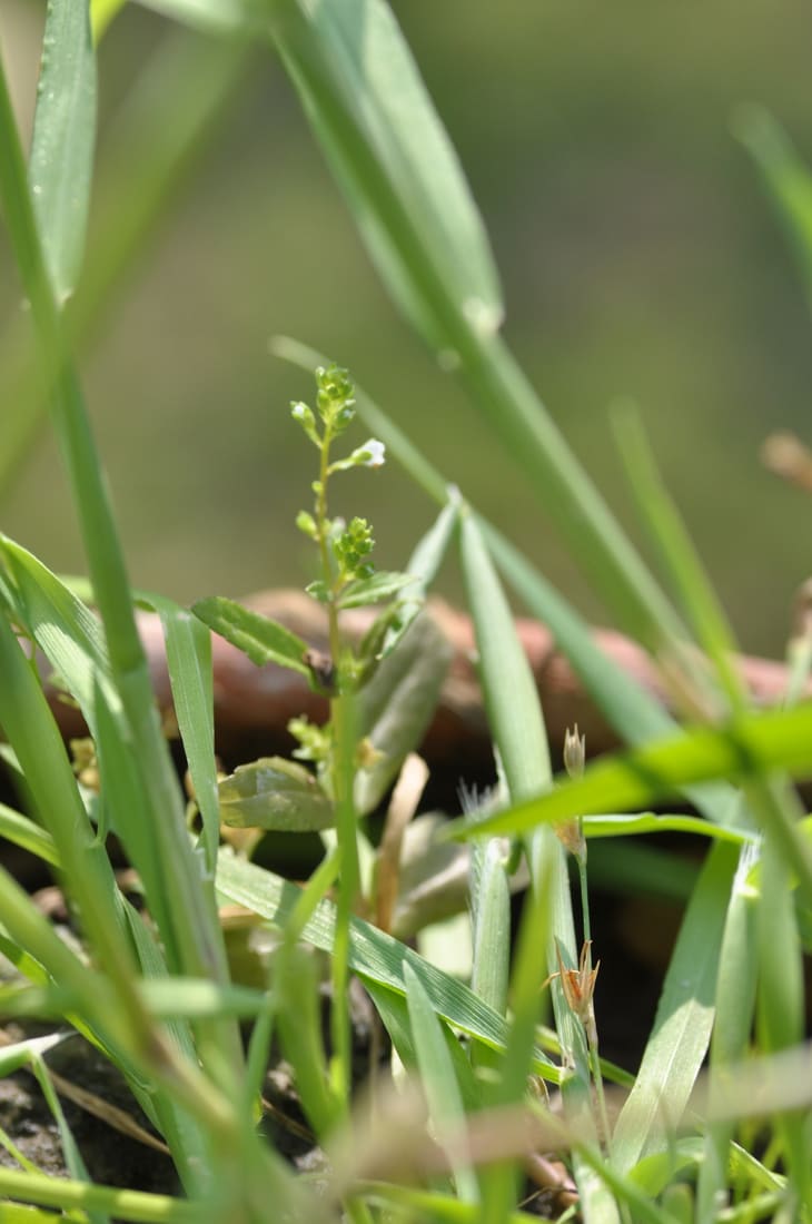 Wavy-Leaf Speedwell (Veronica undulata) photographed by Devendra Bhardwaj